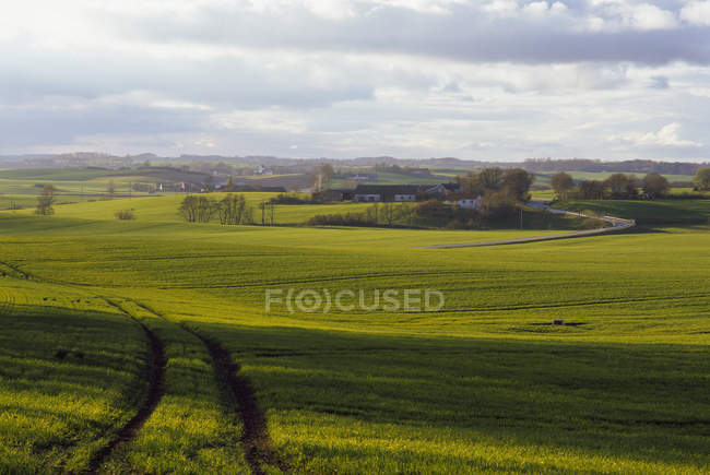 Green field with tire trails under cloudy sky — Stock Photo