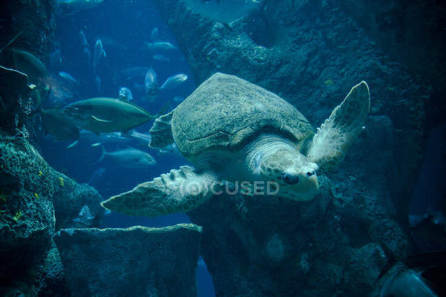 Tortuga marina y peces nadando bajo el agua - foto de stock