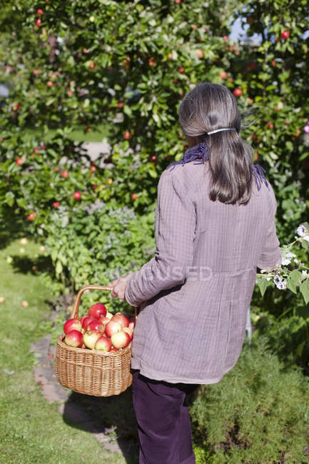 Старшая женщина с корзиной яблок в саду — стоковое фото
