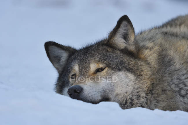 Крупным планом снимок волка, лежащего на снегу — стоковое фото