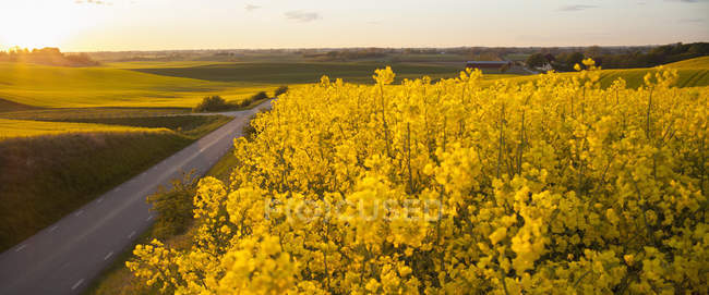 Florescendo campo oleaginoso amarelo na luz do pôr do sol — Fotografia de Stock