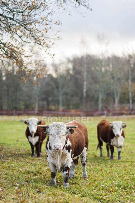 Drei Bullen auf der Weide schauen in die Kamera — Stockfoto