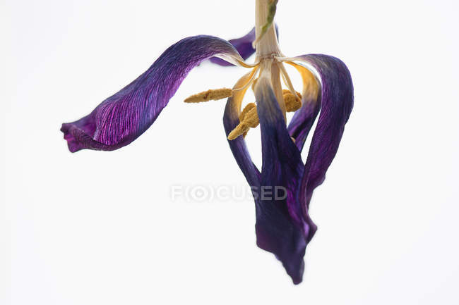 Desvanecimiento tulipán púrpura sobre fondo blanco - foto de stock