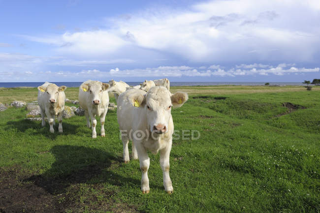 Білі корови пасуться на полі в яскравому сонячному світлі — стокове фото
