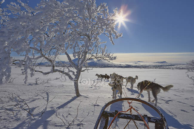 Vista del trineo de perro en el paisaje cubierto de nieve - foto de stock