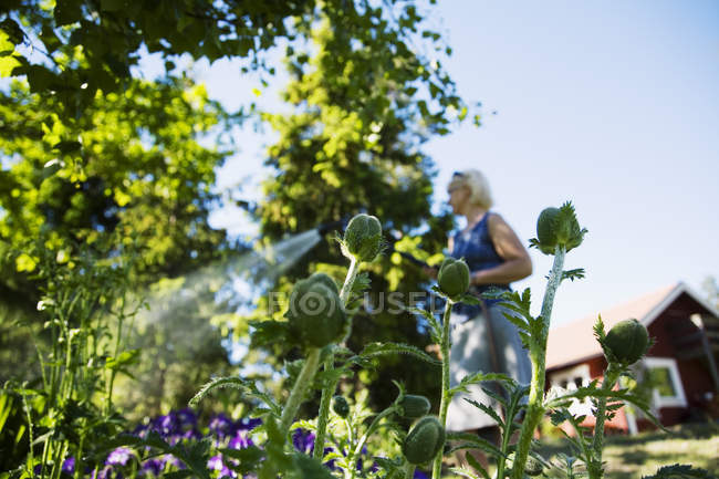 Low angle view of woman watering poppies — Stock Photo