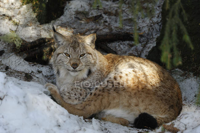 Lynx tumbado en el suelo cubierto de nieve y mirando a la cámara - foto de stock