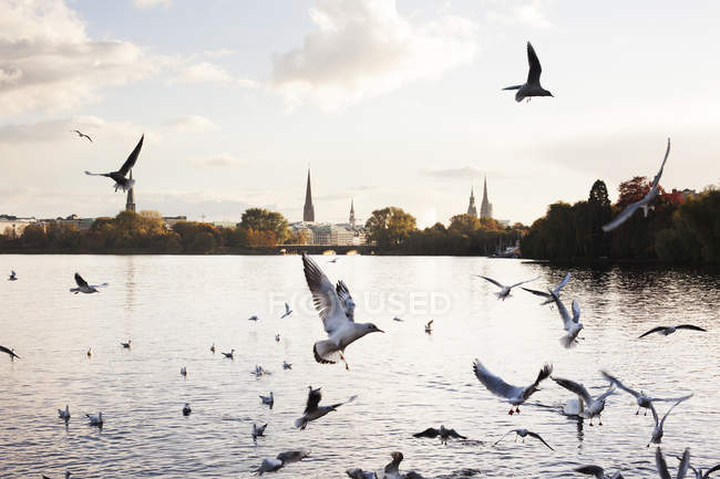 Möwen fliegen über Flusswasser, Hamburg, Tyskland — Stockfoto