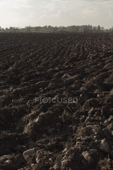 Vista de la textura de la tierra arada y árboles distantes - foto de stock