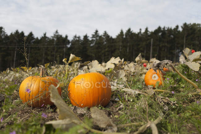 Field with orange pumpkins, focus on foreground — Stock Photo