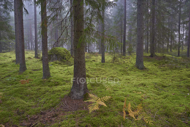 Árvores de abeto, plantas de samambaia e grama verde na floresta musgosa — Fotografia de Stock