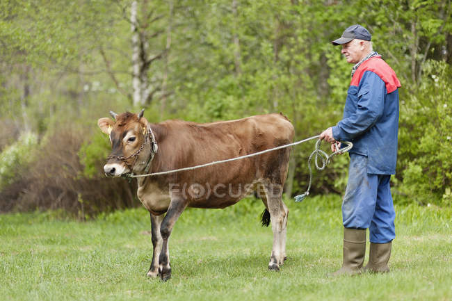Старший фермер, стоящий с молодым быком на поле — стоковое фото