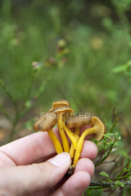 Close up shot of male hand holding chanterelles — Stock Photo