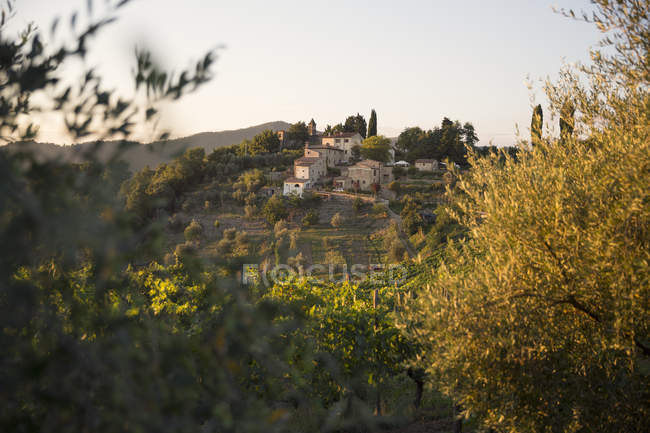 Remote houses with vineyard in foreground at sunset — Stock Photo
