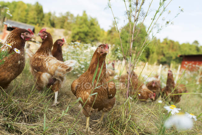 Manada de frango pastando na grama verde — Fotografia de Stock