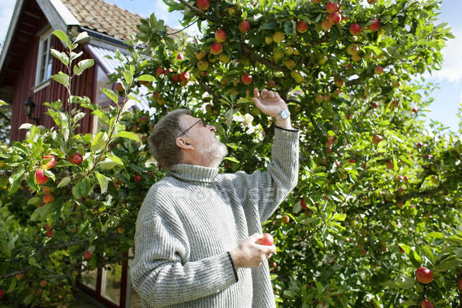 Старший чоловік збирає яблука з дерева — стокове фото