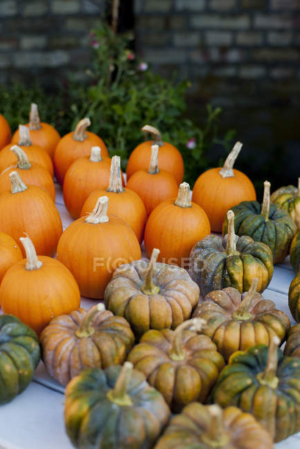 View of various fresh harvested pumpkins — Stock Photo