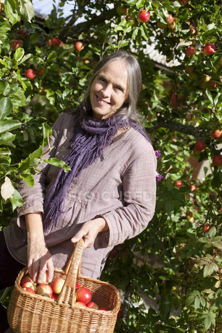 Senior woman picking apples to basket in orchard — Stock Photo