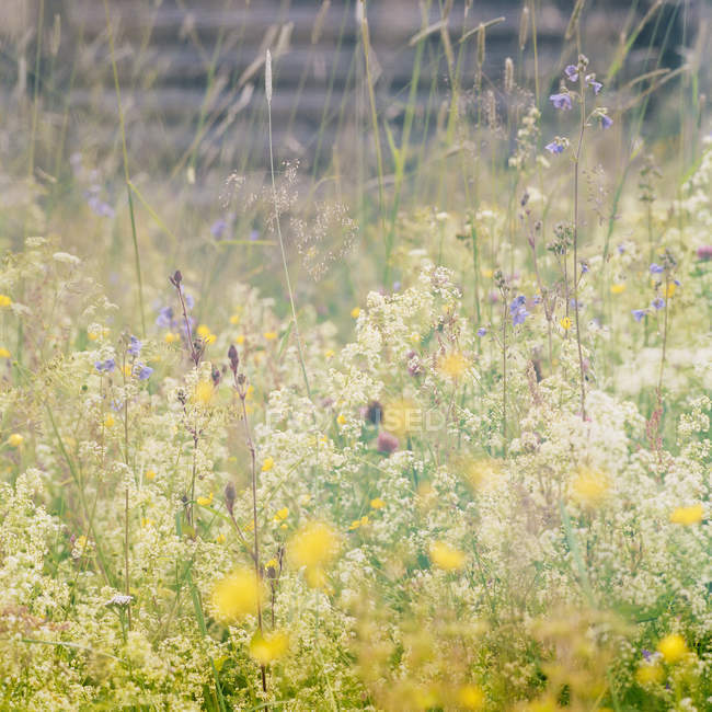 Primo piano colpo di fiori selvatici sul prato — Foto stock