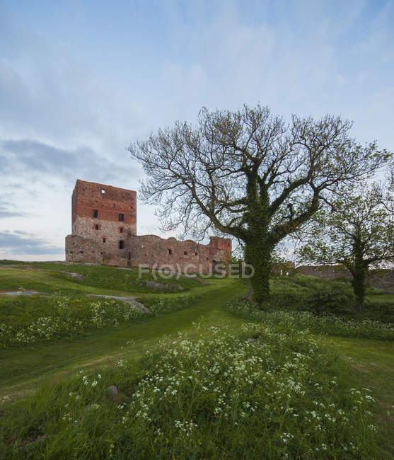 Vue de la forteresse de Hammershus, champ vert et arbres nus, Bornholm — Photo de stock