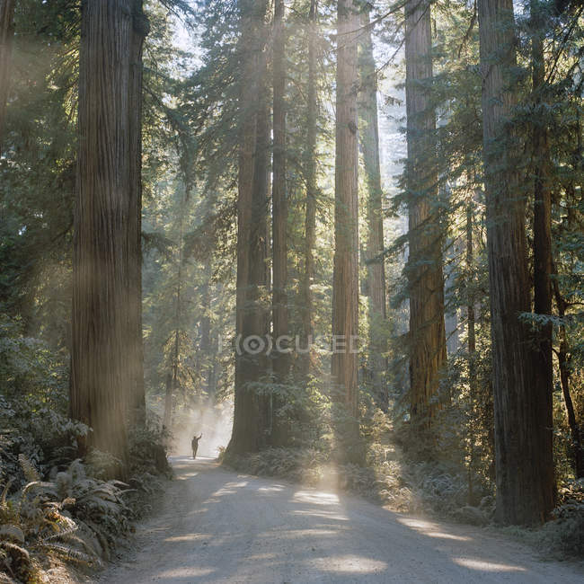 Homme sur le sentier dans la forêt de séquoias — Photo de stock