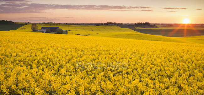 Blooming yellow oilseed field in sunset light — Stock Photo