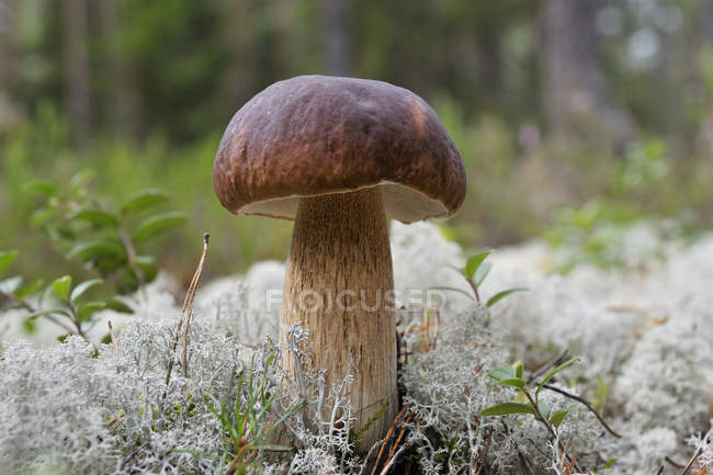 Close up shot of mushroom growing in forest — Stock Photo