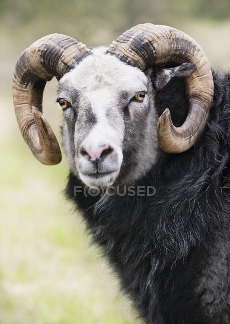 Vista frontal del carnero mirando la cámara - foto de stock
