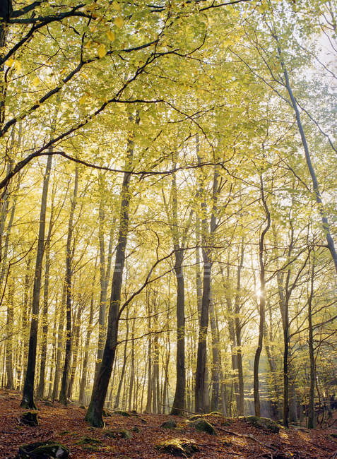 Vista frontal del bosque de haya en otoño - foto de stock