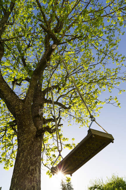 Low angle view of swing hanging from tree — Stock Photo