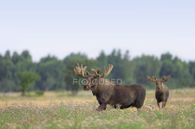 Vista de dois alces caminhando no campo perto da floresta — Fotografia de Stock