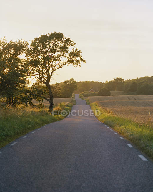 Strada rurale immersa nel verde con alberi — Foto stock