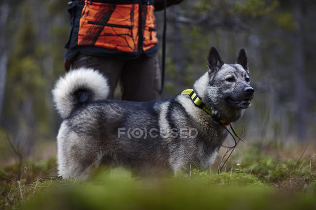 Жіночий мисливець, що стоїть з собакою, вибірковий фокус — стокове фото