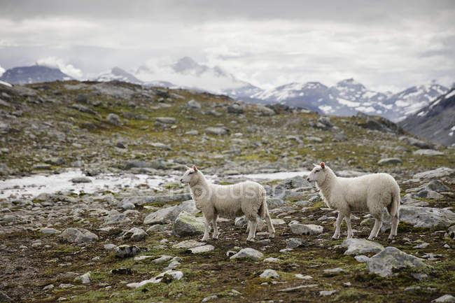Duas ovelhas com distância Jotunheimen gama de montanhas — Fotografia de Stock