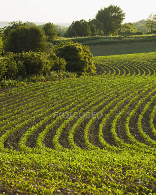 Vue panoramique de plantes poussant sur un champ labouré — Photo de stock