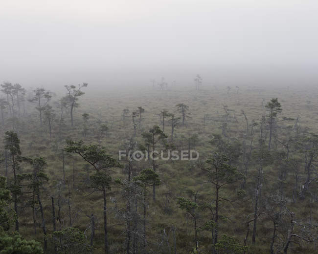 Vue en angle élevé du parc national Store Mosse dans le brouillard — Photo de stock