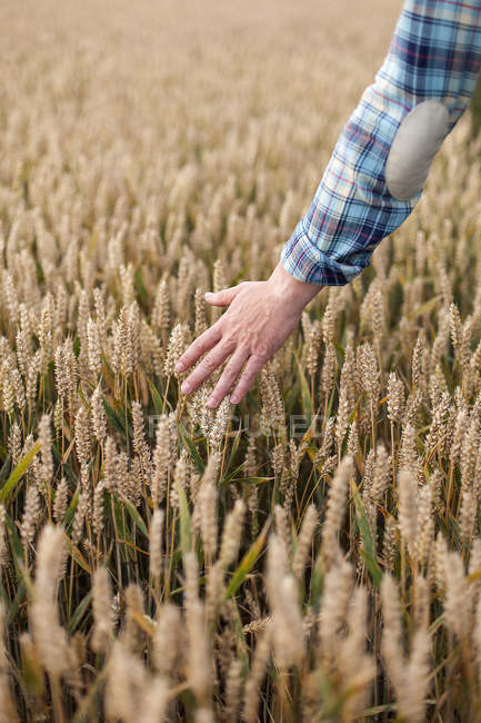 Male hand touching growing wheat — Stock Photo
