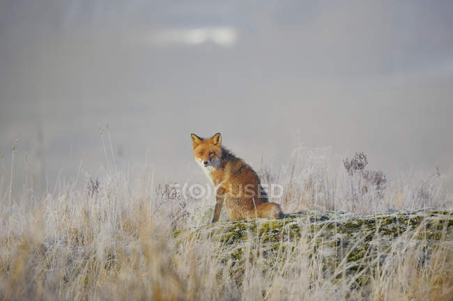 Vista frontal del zorro rojo sentado en el prado - foto de stock