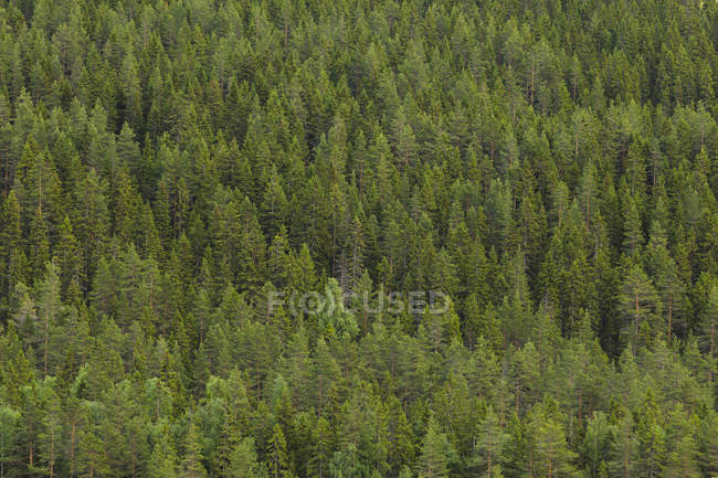 Vue grand angle de la forêt verte dense — Photo de stock