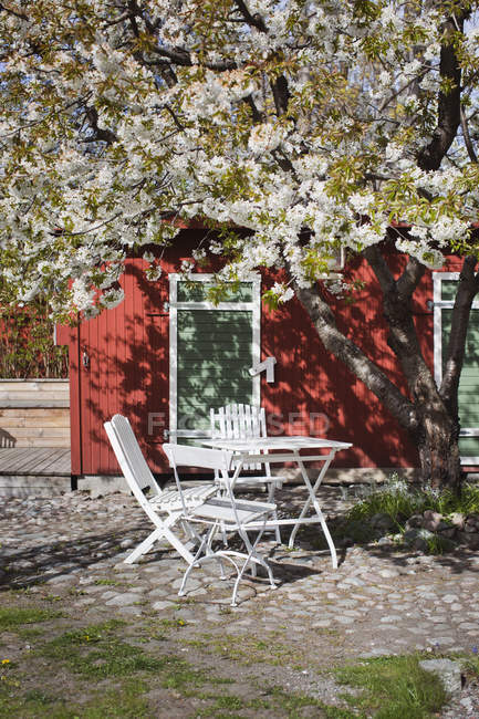 White table and chairs under cherry tree — Stock Photo