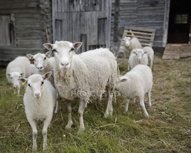 Cordeiros e ovinos adultos em pé perto do galpão — Fotografia de Stock