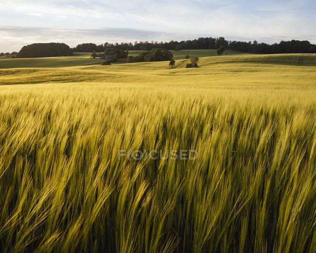 Agricultural cereal plant field under cloudy sky — Stock Photo