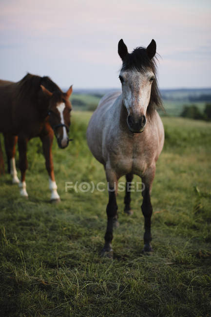 Две лошади пасутся на зеленой лужайке — стоковое фото