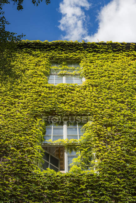Ползучее растение растет на стене Королевского технологического института в Стокгольме, Швеция — стоковое фото