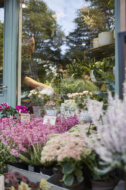 Fleuriste travaillant dans un magasin de fleurs, se concentrer sur le fond — Photo de stock