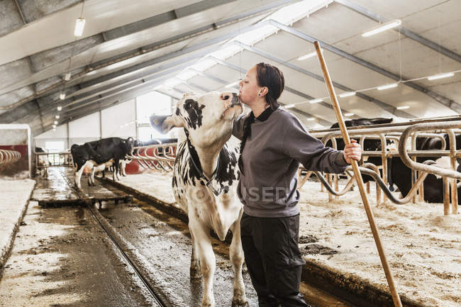 Side view of female dairy farmer at work — Stock Photo