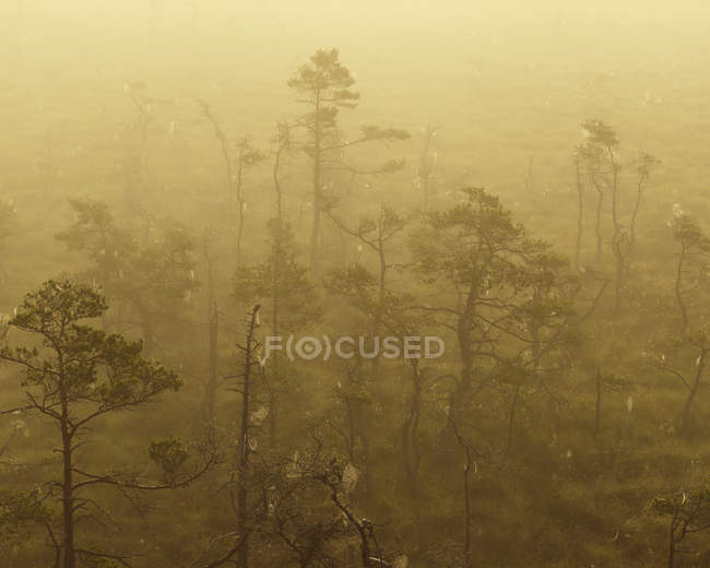 Vista panoramica del Parco Nazionale Store Mosse nella nebbia — Foto stock