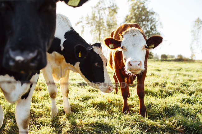 Vacas pastando na grama verde à luz do sol — Fotografia de Stock