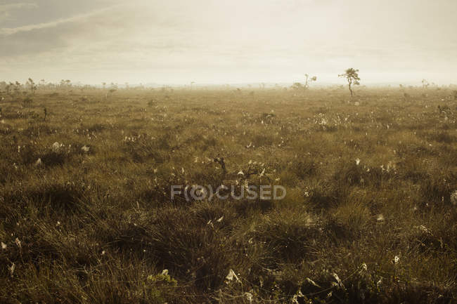 Malerischer Blick auf den Storch-Mosse-Nationalpark — Stockfoto