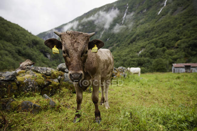 Vaca pastando en el valle verde por las montañas Jotunheimen - foto de stock